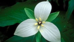 White flowers Tennessee trillium