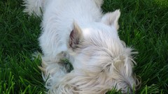 White grass Dogs cherries