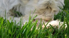 White grass Dogs cherries