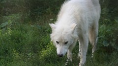 White grass Wolves