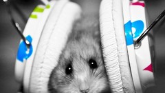 White headphones mice hamsters