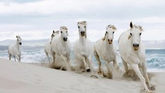 White Horses Beaches