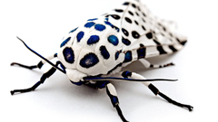 White insects moth macro