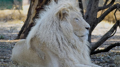 White lions