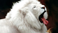 White lions