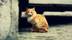 White multicolor cats