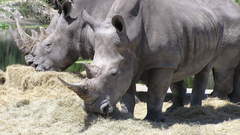 White okaydoes anyone have