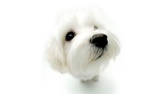 White Puppies white background