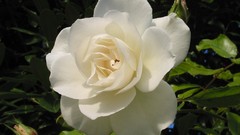 White roses Flowers decoration