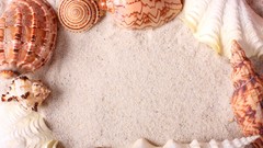 White sand seashells