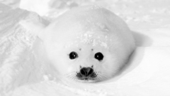 White Seals Animals