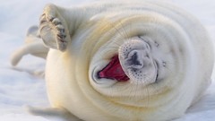 White Seals funny floor laughing