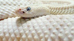 White snakes Reptiles