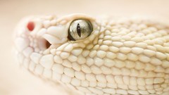 White snakes Reptiles albino Leucism