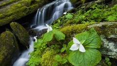 White Tennessee trillium