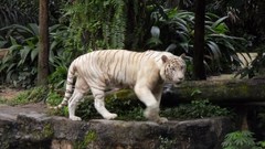 White tiger