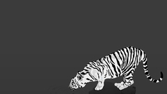 White tiger artwork drink