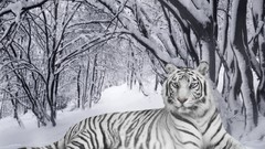 White tiger Tigers