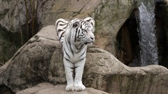 White tiger Tigers
