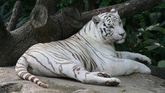 White tiger Tigers