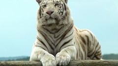 White tiger Tigers