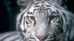 White tiger Wild Animals