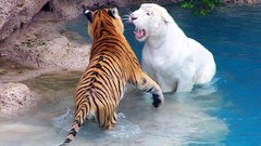 White Tigers stripes