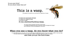 White wasp funny