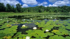 White Water Lilies ponds lily pads