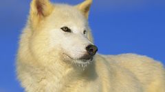 White wolf animal