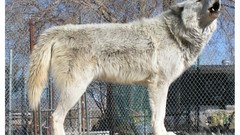 White wolf zoo Animals