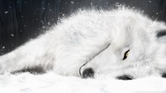 White Wolves wolfs rain