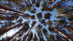 Wide angle Trees nature