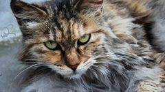 Wide Animals animal cats