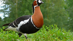 Widescreen bird photo