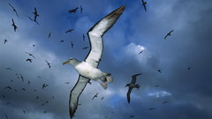 Widescreen photo of Birds