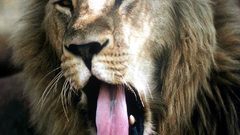 Wild Animals lowe tiere