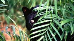 Wild animals panthers