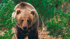 Wild forests grizzly bears