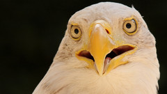 Wild Life eagle bird