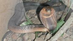 Wild Reptiles snake cobra