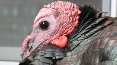 Wild Turkey closeup FTW