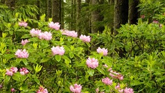 Wild Washington forests National