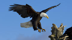 Wildlife bald eagles