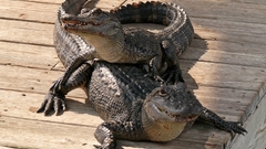 Wildlife Crocodiles Reptiles