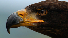 Wildlife Eagles nature