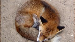 Wildlife foxes Animals