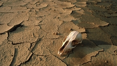 Wildlife high animal Animals