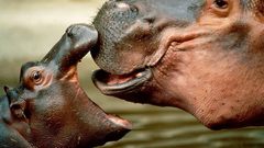 Wildlife hippopotamus baby animals