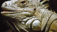 Wildlife lizards Reptiles